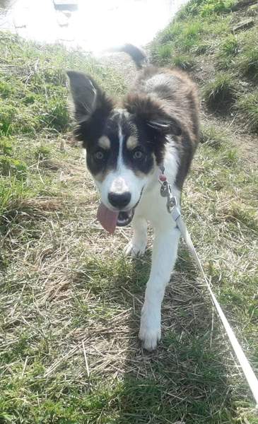 To think dogs are fantastic?