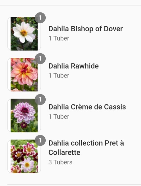 Who’s growing Dahlias this year
