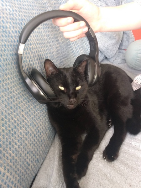 Help me pick a name for my black kitten! 🖤