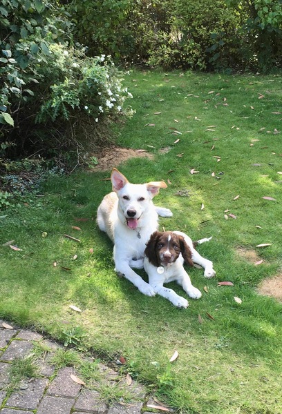 Minimum garden size for setters / pointers