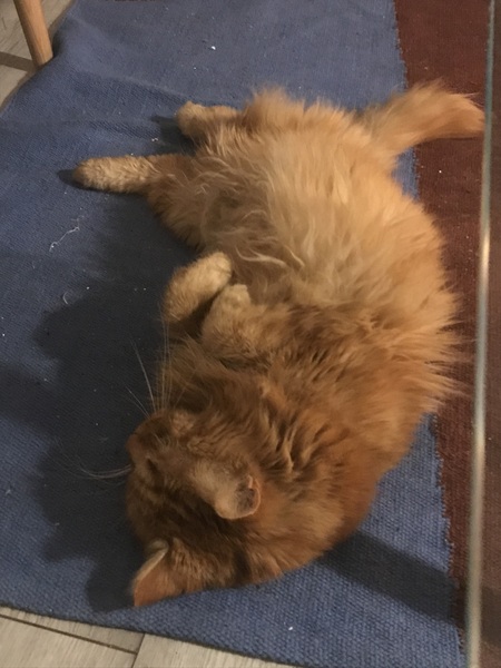 Not my cats and friends