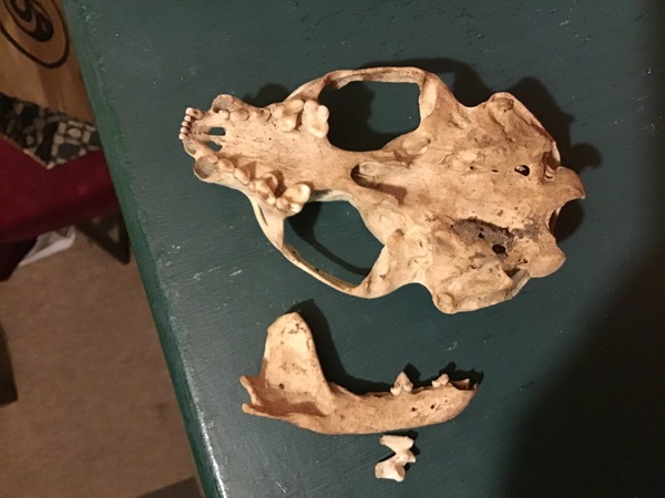 To ask what on earth is this?