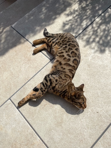 Cat photo thread