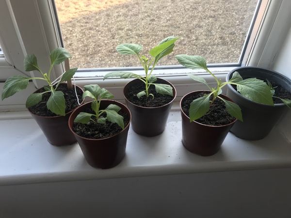 Who’s growing Dahlias this year