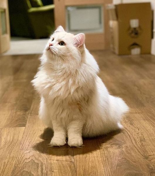 MISSING CAT THREAD