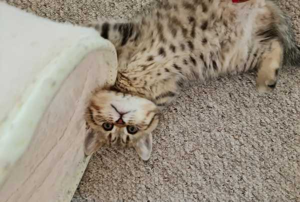 Not my cats and friends