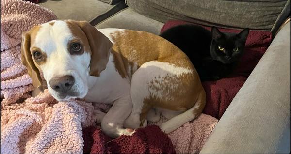 Dogs and cats