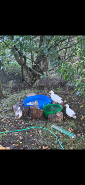 Does anyone else love feeding ducks?