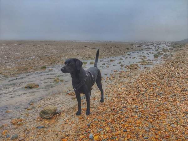 Puppy Survival Thread: muddy footprints into Spring 2022