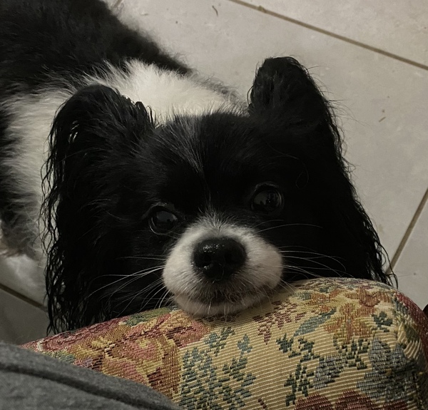 What’s the thing that your dog does that always makes you laugh