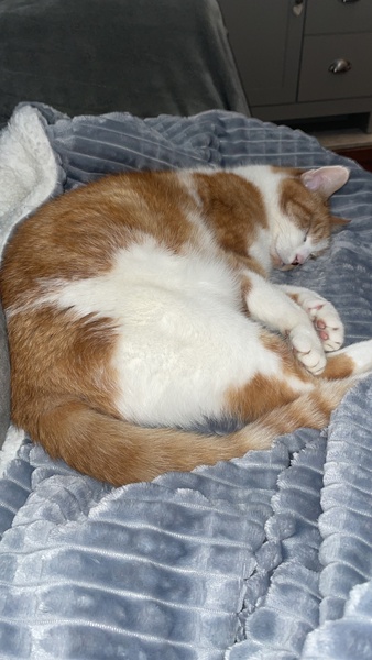 If you had a ginger cat what would you call it ?