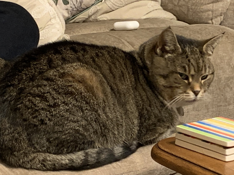 Not my cats and friends