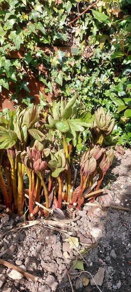 Plant id help please
