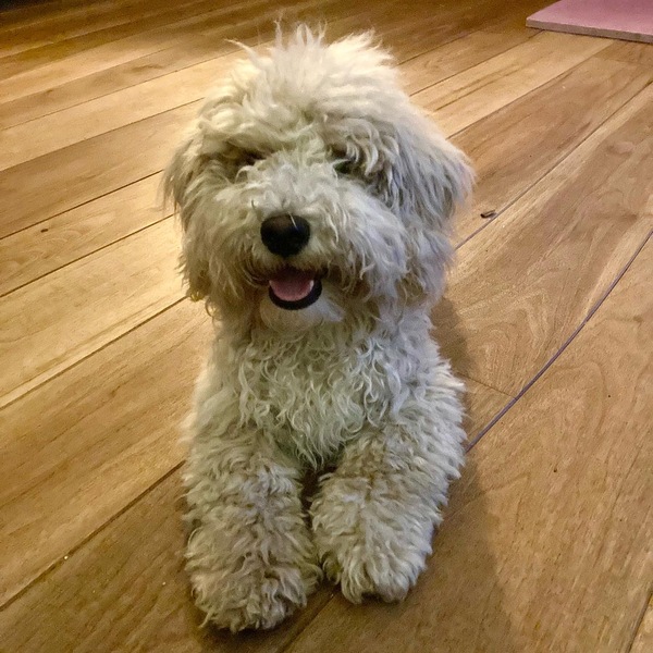 To think dogs are fantastic?