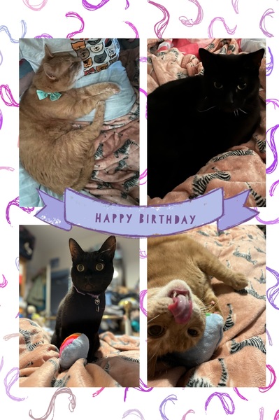 10 Today! (Cat-milk & chicken drink all round!)