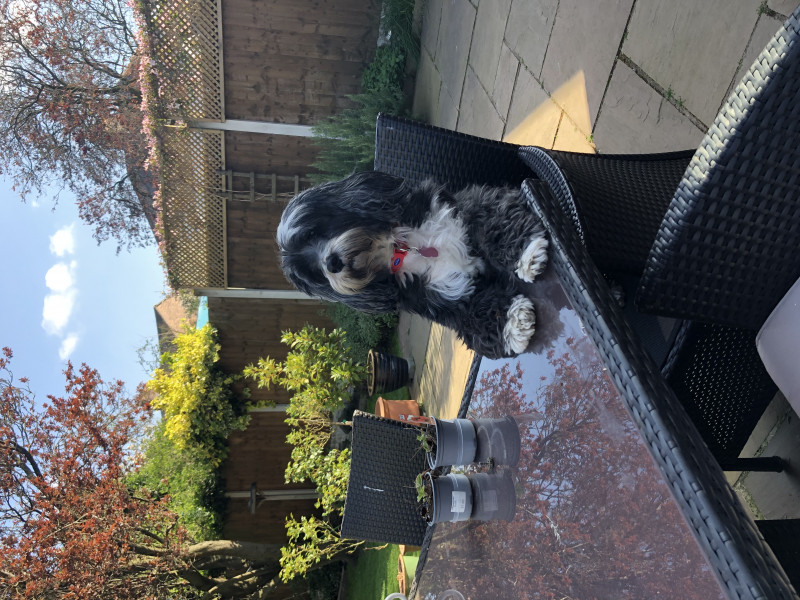 What dog would you recommend for us?