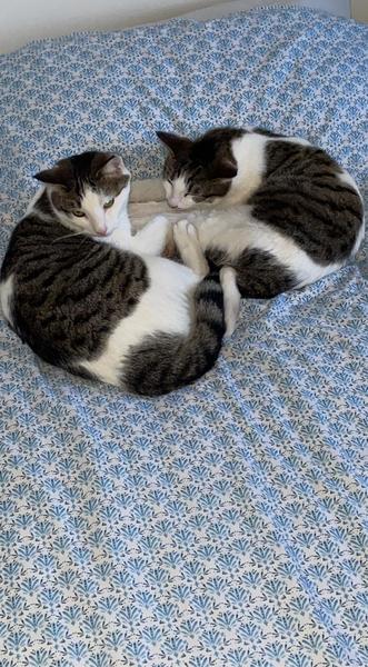 Which kitten? Help me decide!