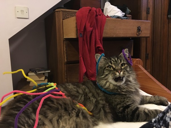 Come on - surely it's funny cat picture time?!