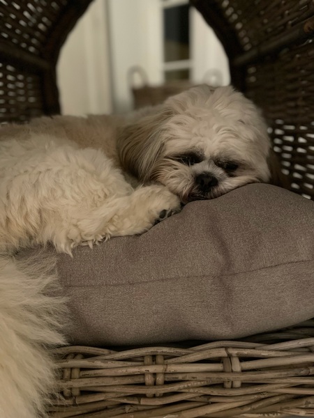 To think dogs are fantastic?