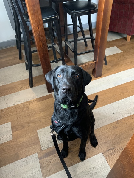 Puppy Survival Thread: muddy footprints into Spring 2022