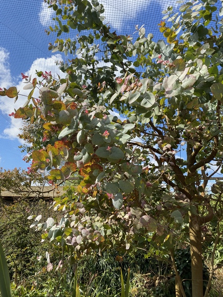 Tree ID
