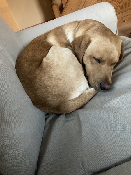 A year of lab