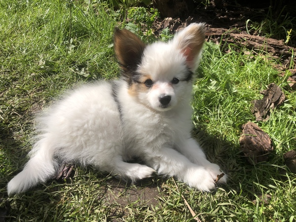 DH and new puppy rant!