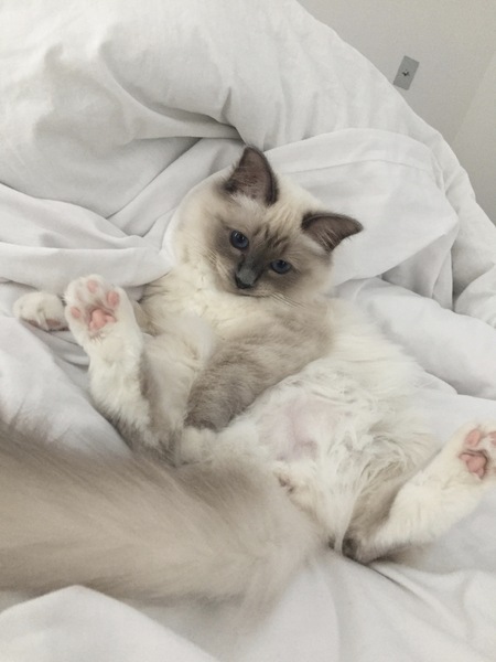Come on - surely it's funny cat picture time?!