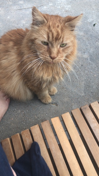 Not my cats and friends