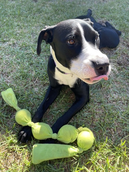 To think dogs are fantastic?