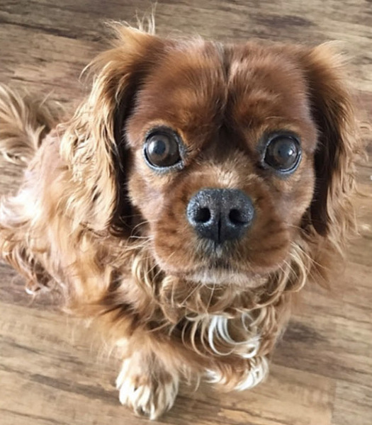 To think dogs are fantastic?