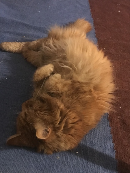 Cat photo thread