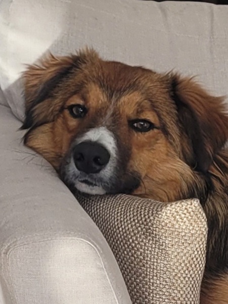 To think dogs are fantastic?