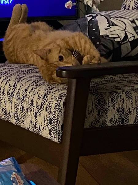 If you had a ginger cat what would you call it ?