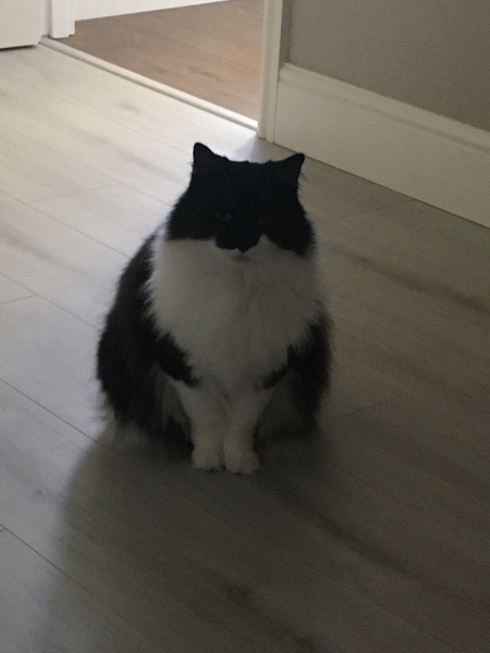 Not my cats and friends