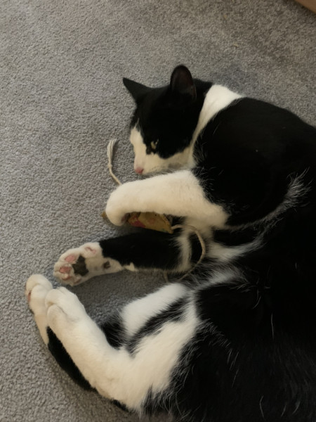 Not my cats and friends