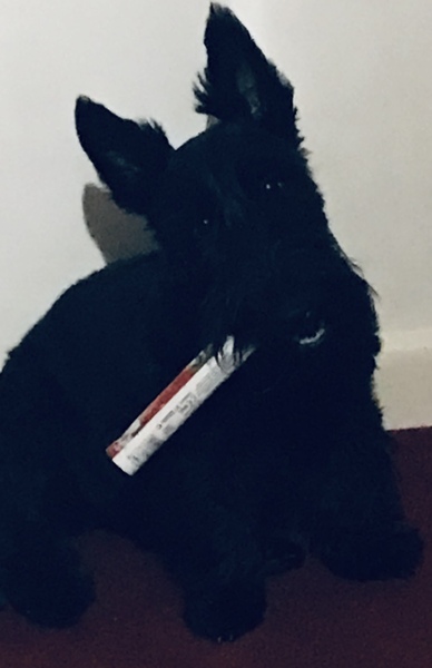 To think dogs are fantastic?