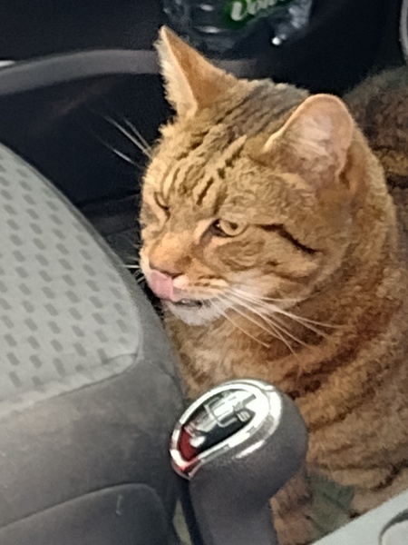 Thug cat part 4.  After all, it's not my Axminster.