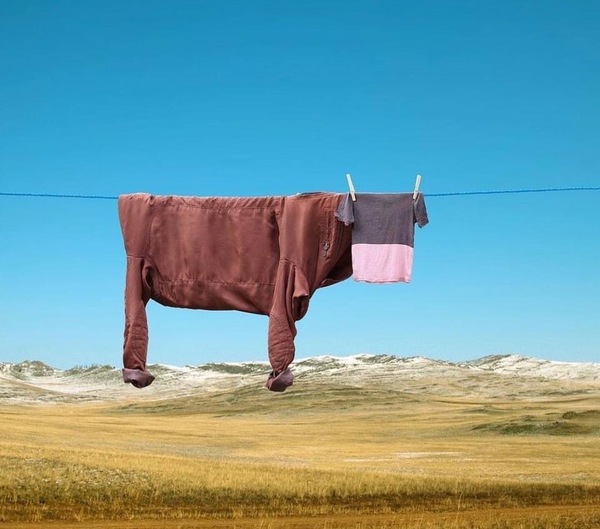 My washing line annoying neighbour