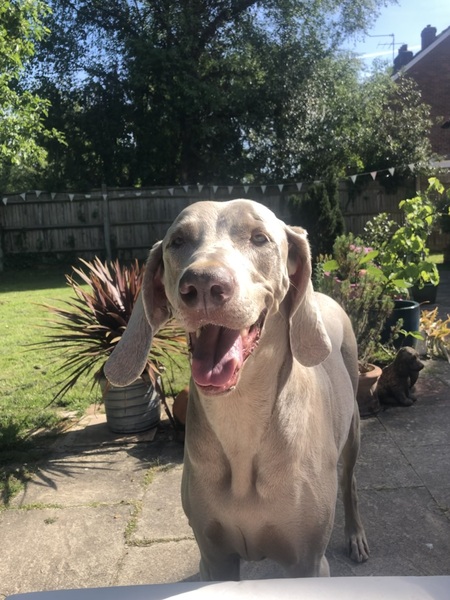 To think dogs are fantastic?