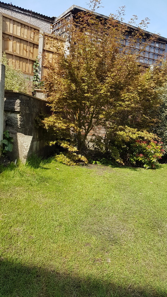 Acer ID and pruning question