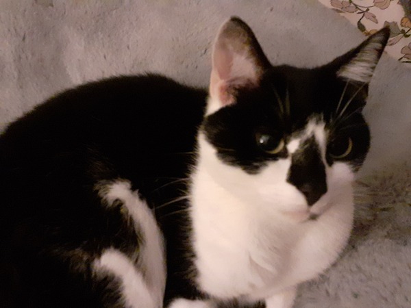 Cat photo thread
