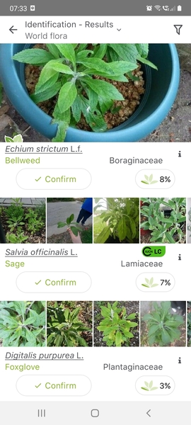 Omg is this foxglove?