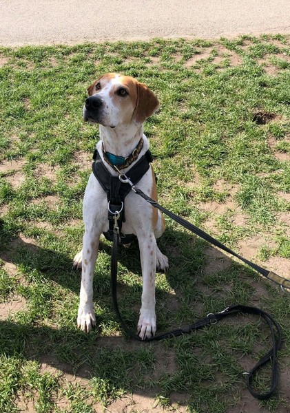 To think dogs are fantastic?