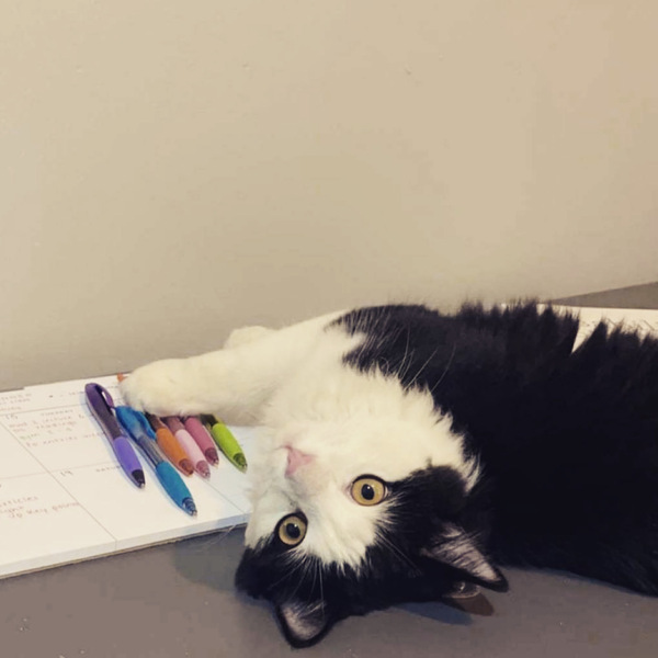 Cat photo thread