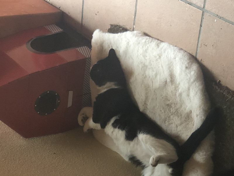 Is this sweet boy a British Shorthair cross? Or just a moggie? 