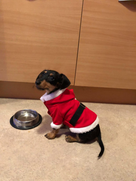 Please put me off buying a dachshund puppy