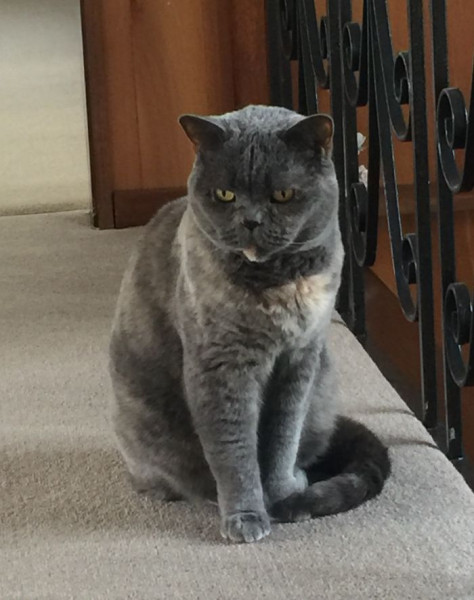 Swagger Inn 171.  Spring is just around the corner, but the HBFs still need their overcoats to keep us warm.