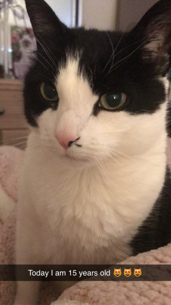 Cat photo thread