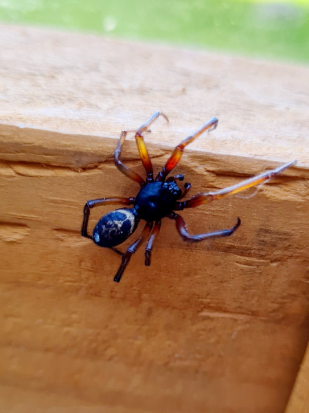 WTF spider - is it dead or “resting”